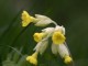 cowslip meadow