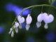dicentra spectabilis