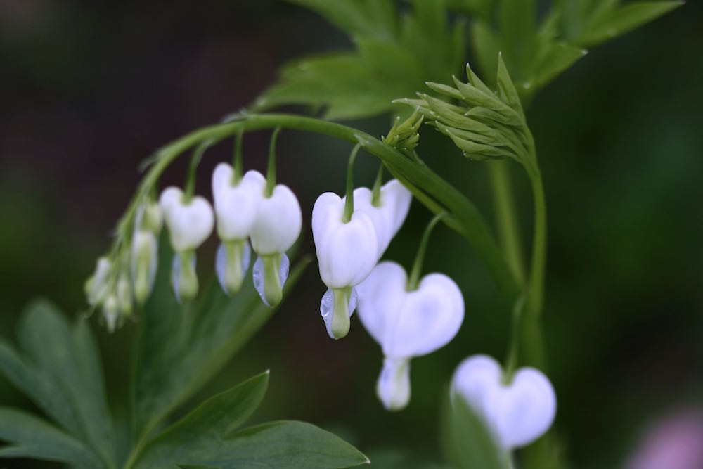 dicentra spectabilis alba