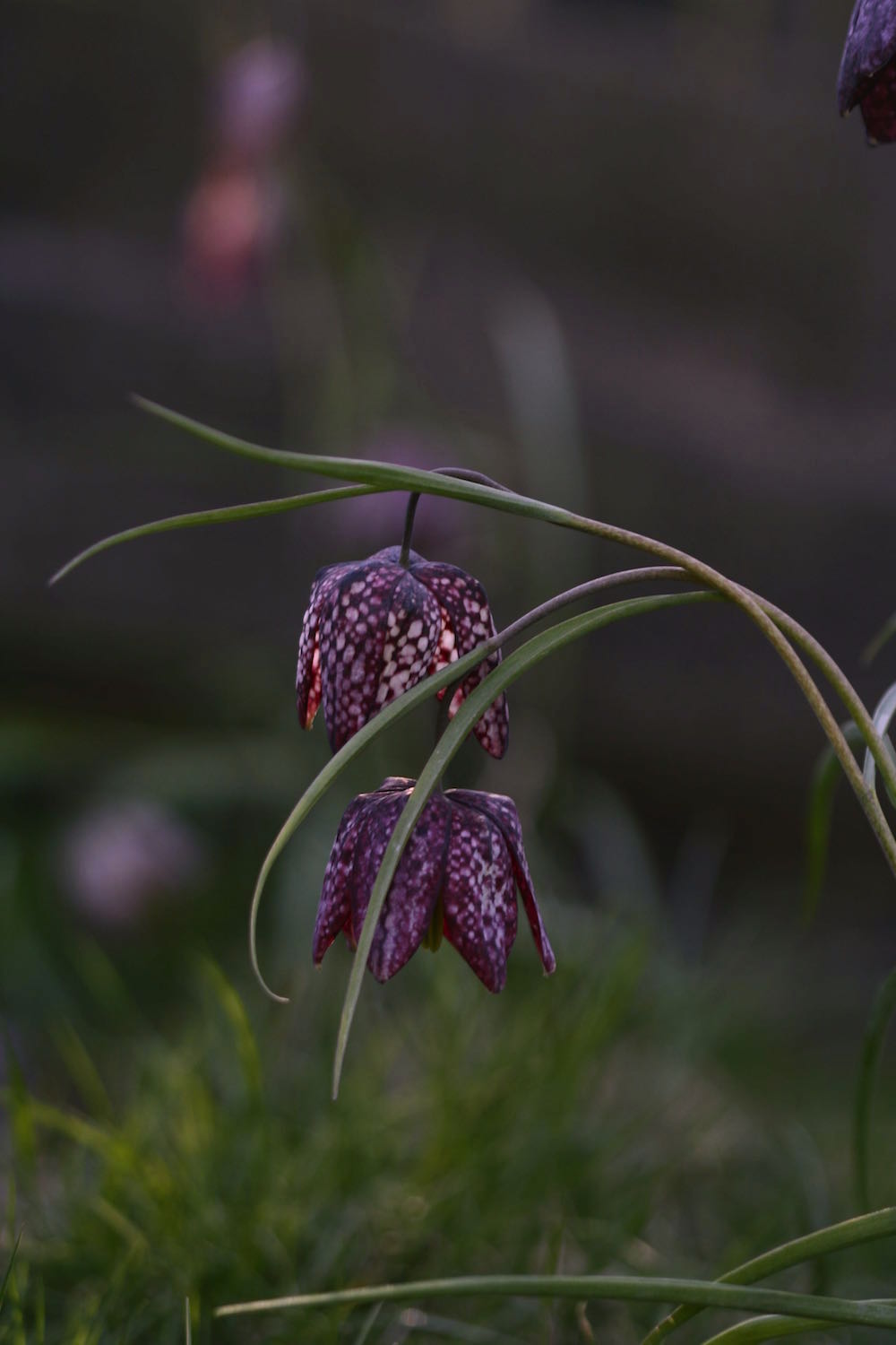 fritillaria blooms