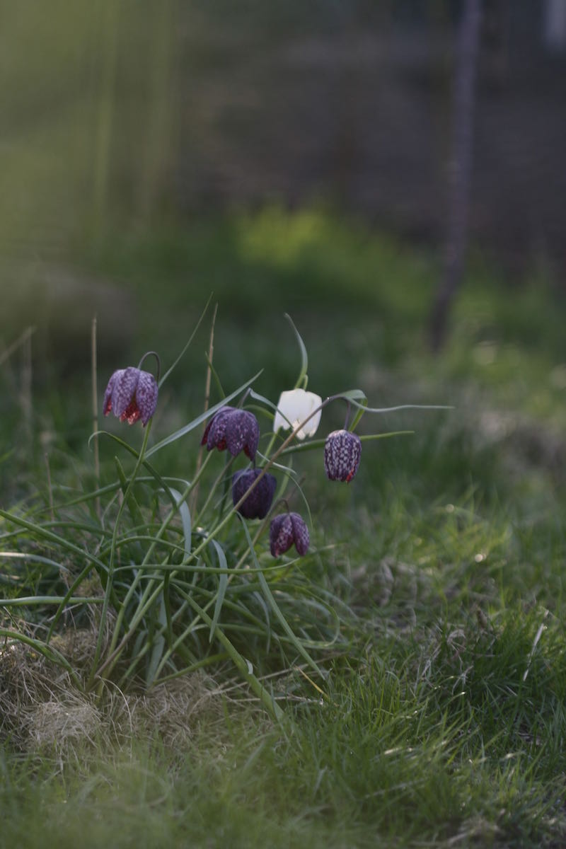 fritillaries meadow