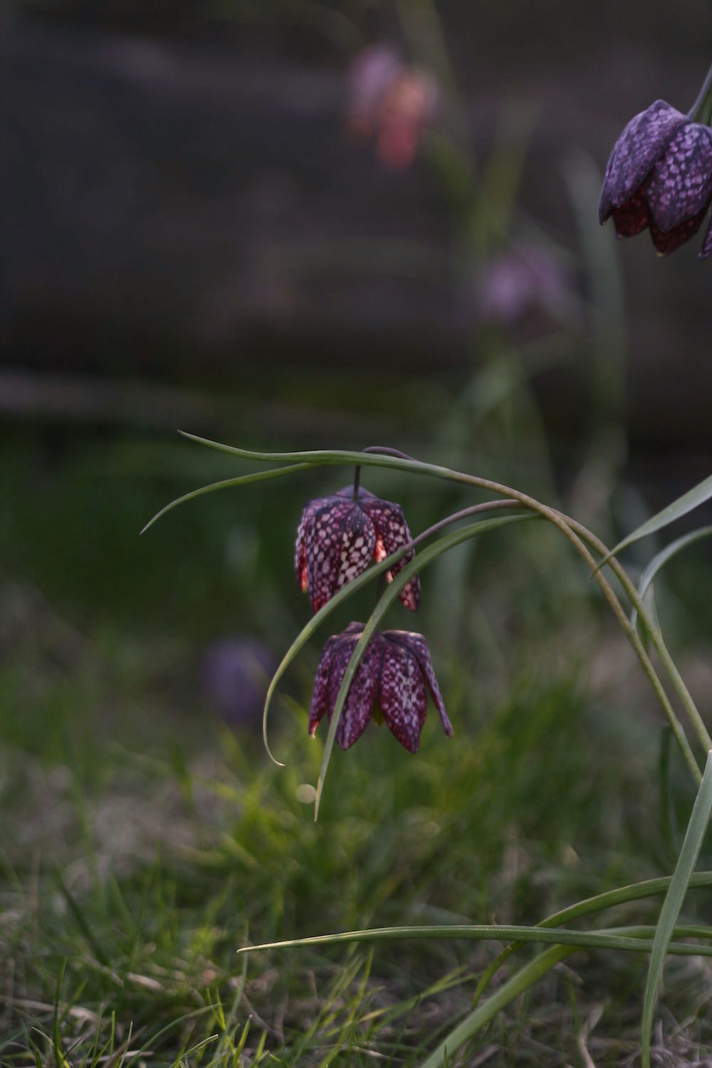 fritillary meadow