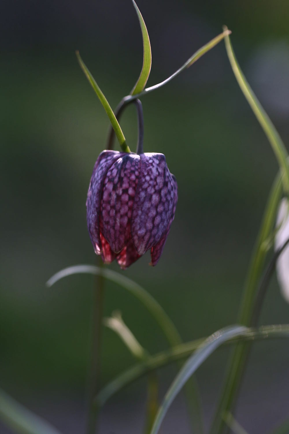 fritillary purple