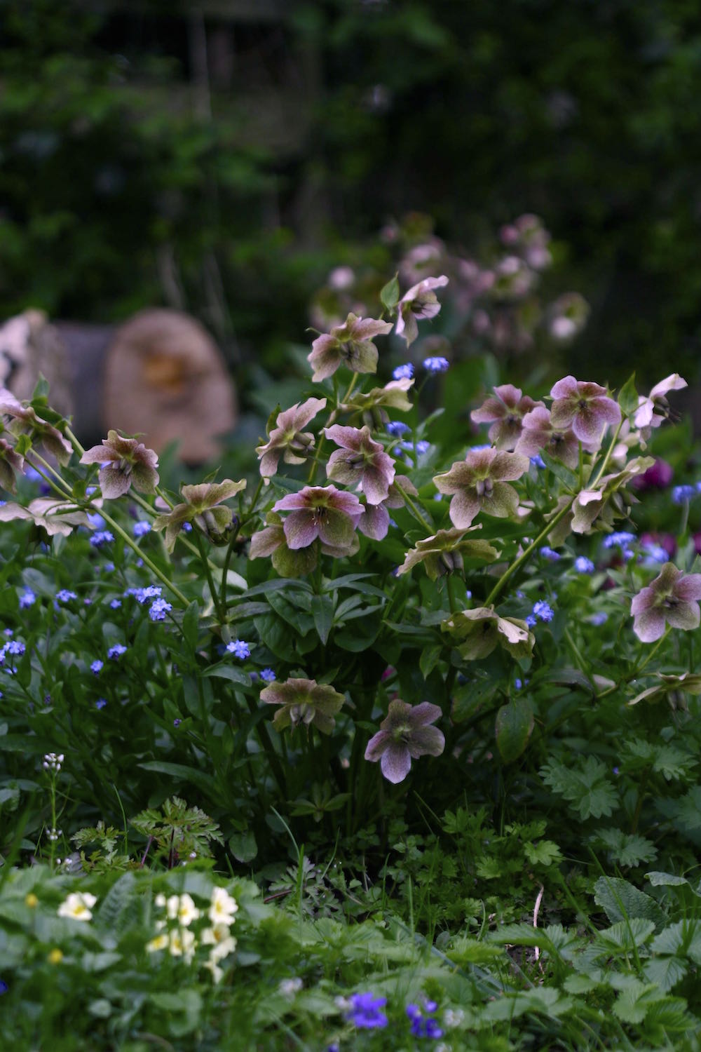 hellebores fading