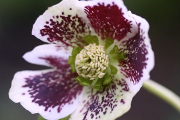 helleborus orientalis spotted white