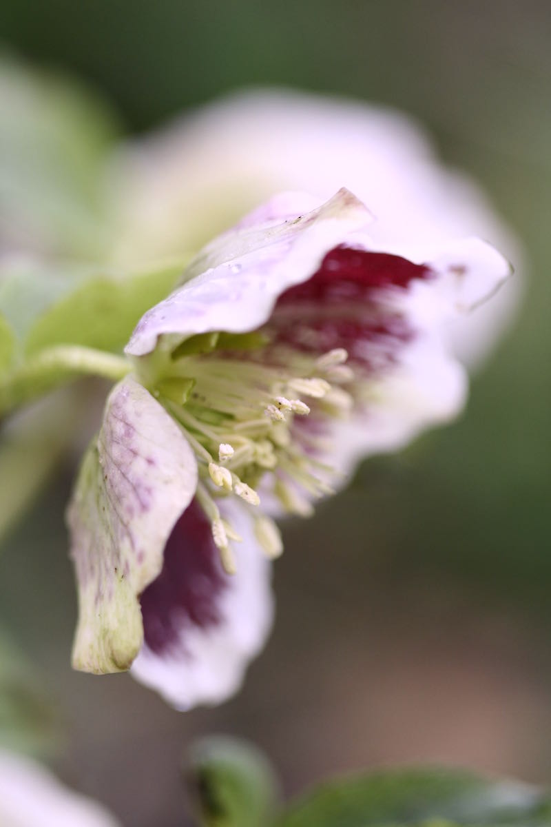 helleborus white spotted pink