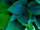 hostas