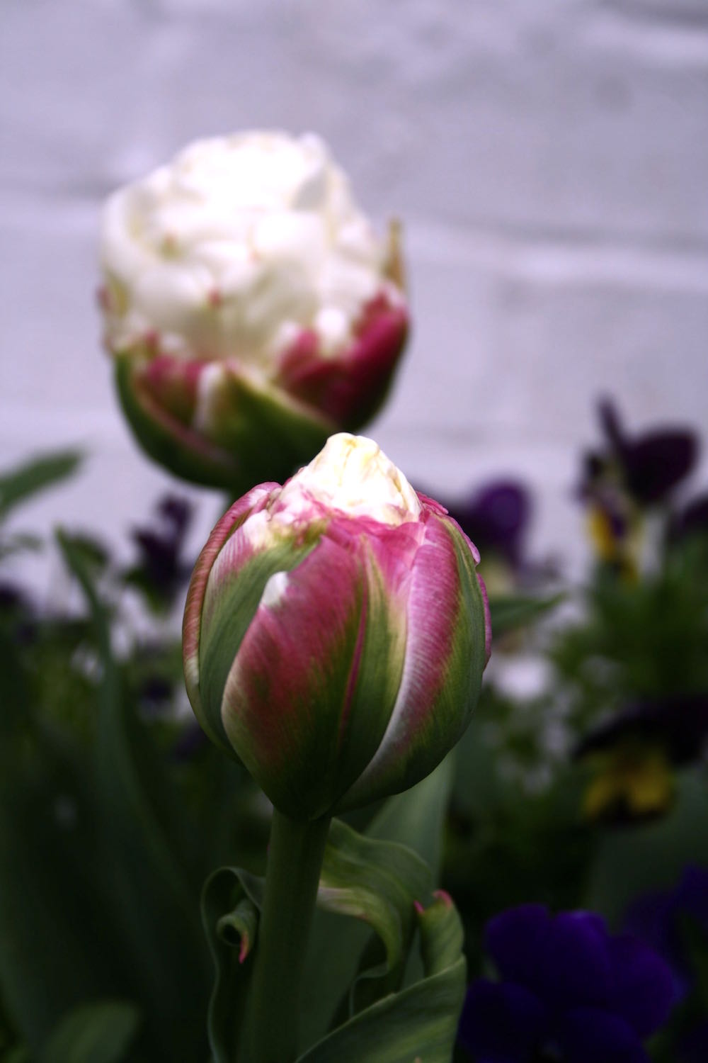 ice cream tulip