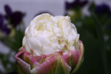 ice cream tulips