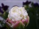 ice cream tulips