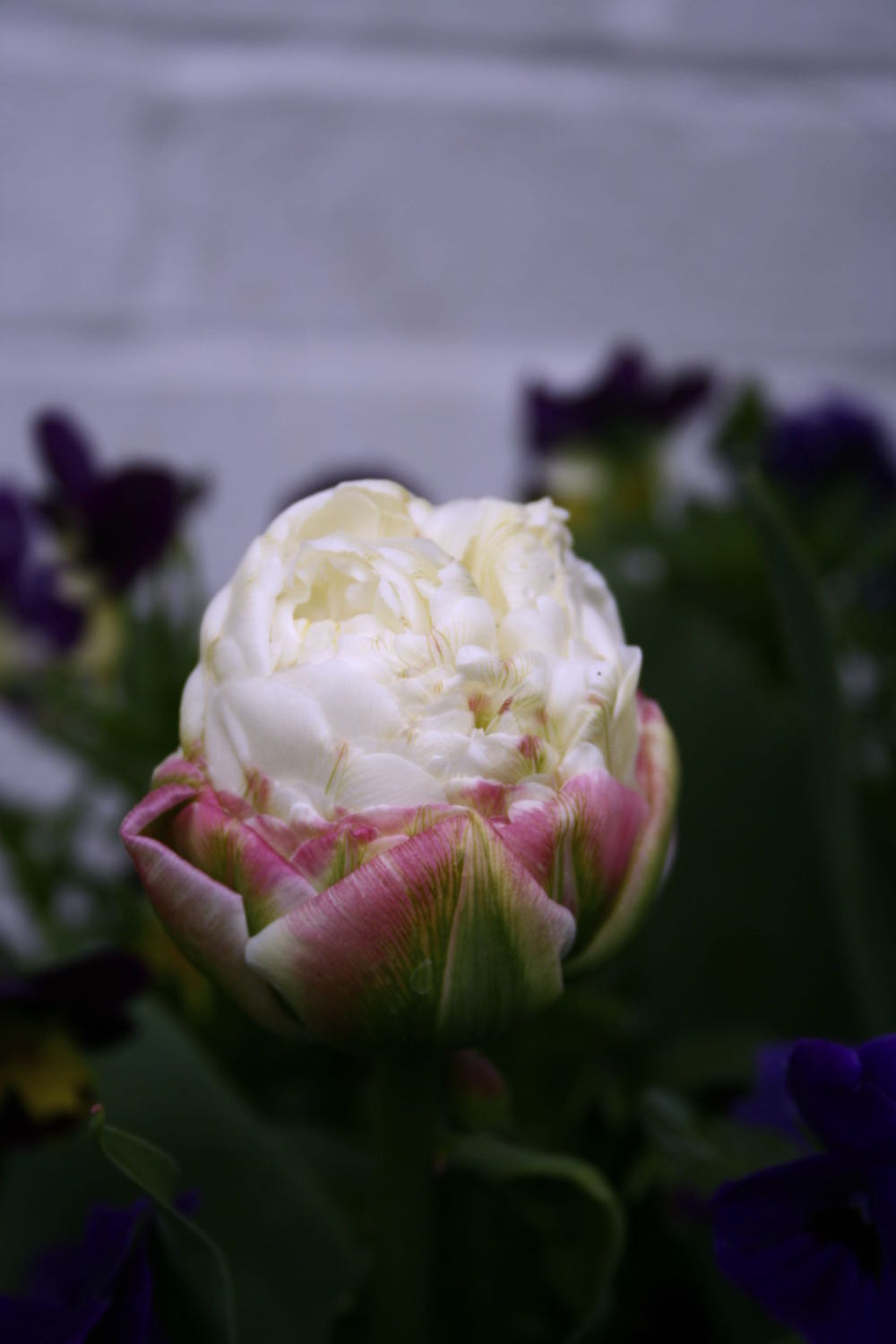 ice cream tulips
