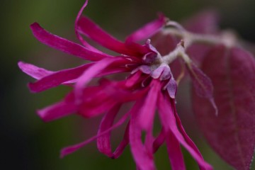 loropetalum chinense