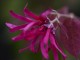 loropetalum chinense