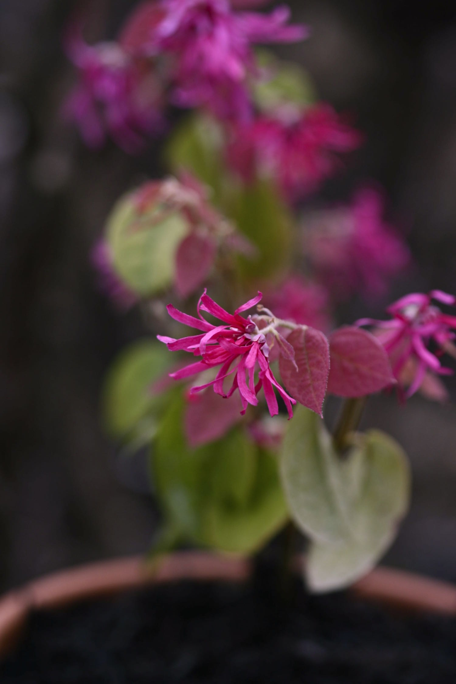 loropetalum chinense var rubrum