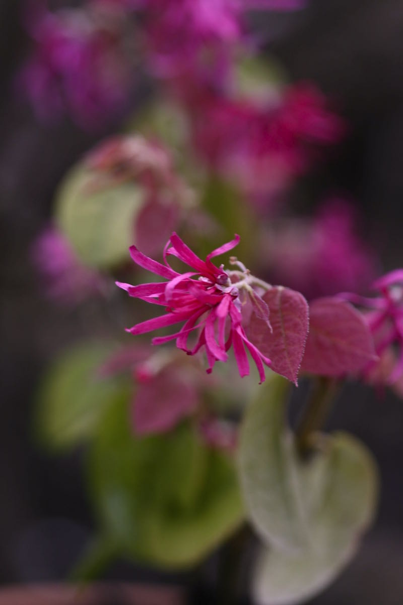loropetalum pink witch hazel