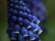 muscari flowers