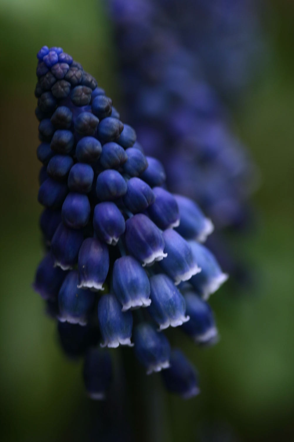 muscari flowers