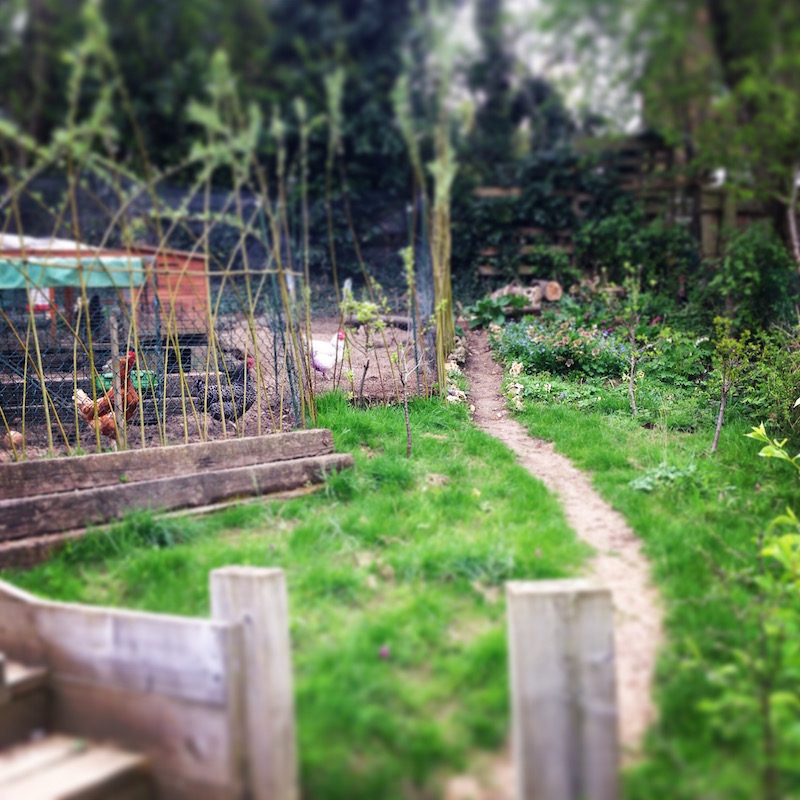 neglected garden after