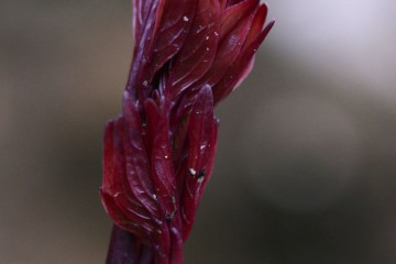 peony leaves