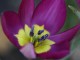 persian pearl tulipa humilis