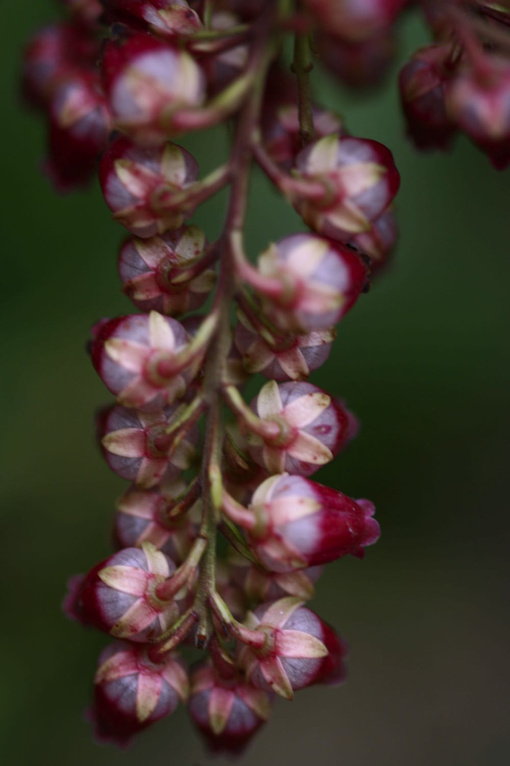 pieris pink