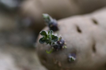 potato chitted