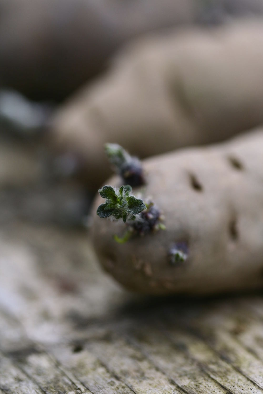 potato chitted