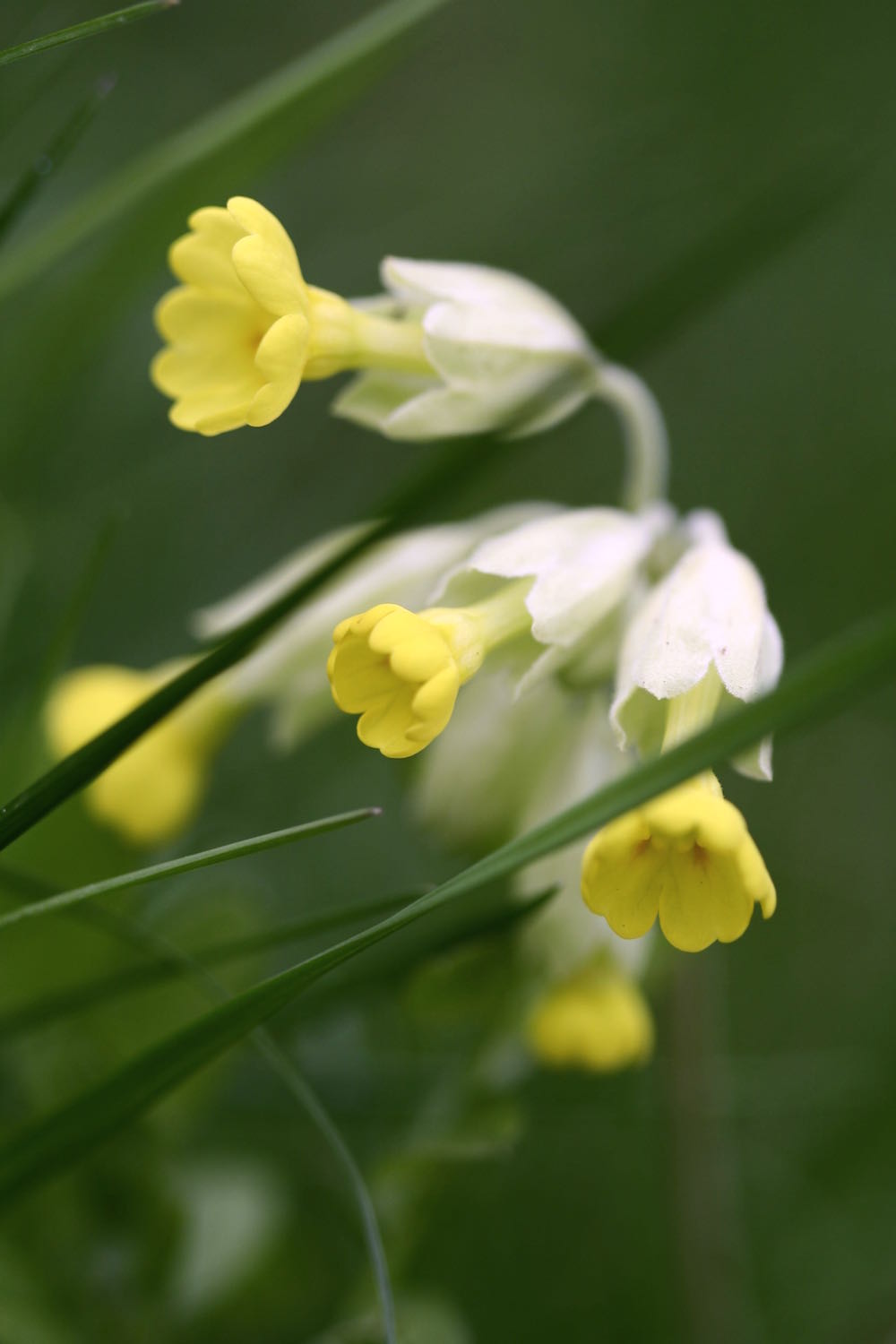 primula veris