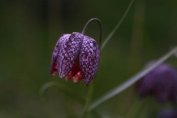snakes head fritillary sunlight
