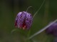 snakes head fritillary sunlight