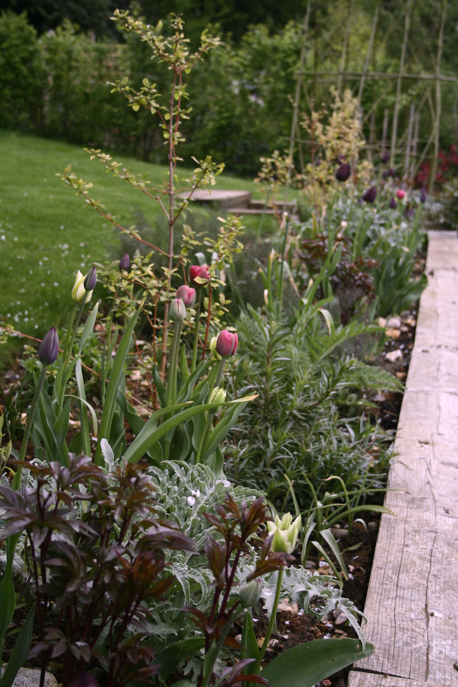 spring tulips foliage
