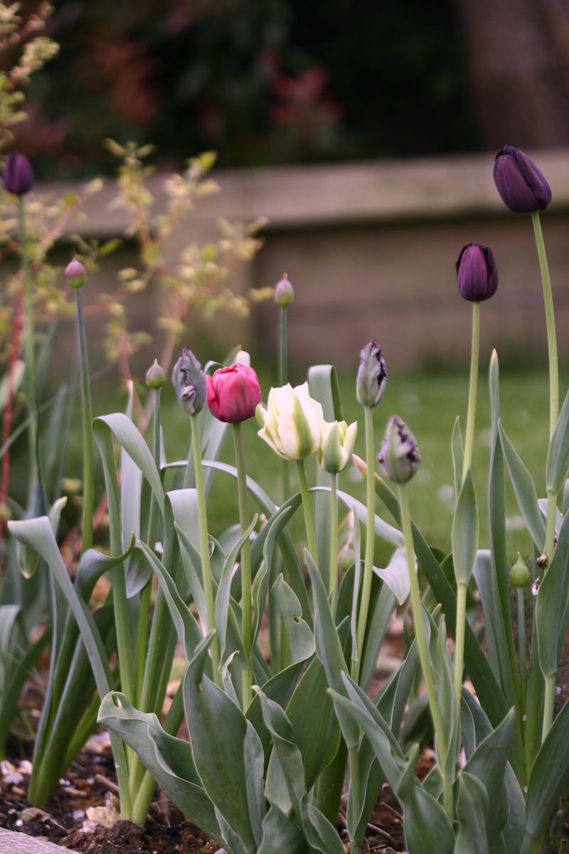 tulips border