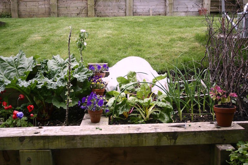 veg patch