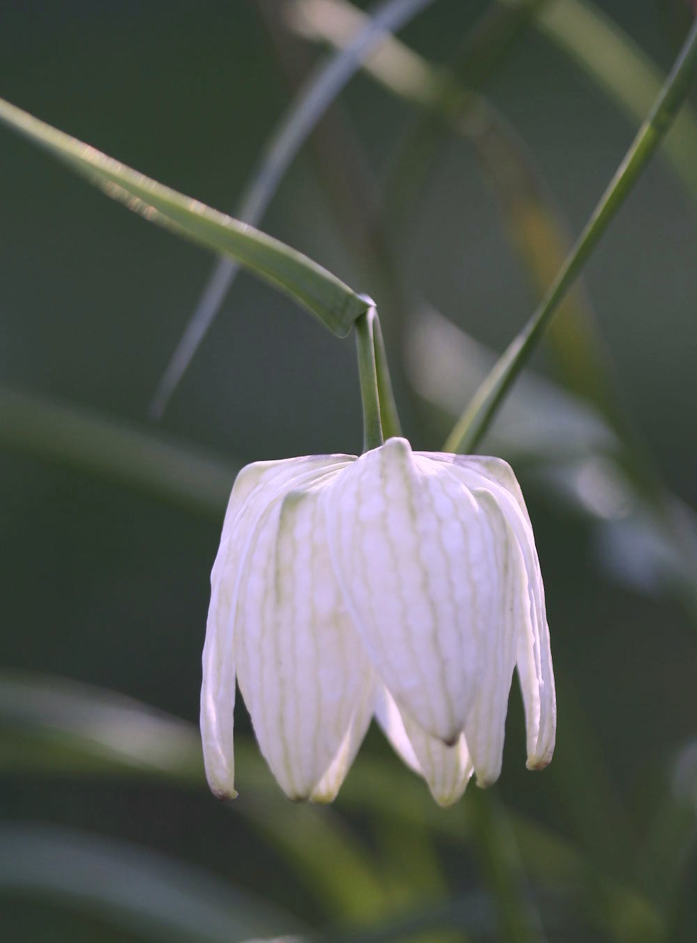 white fritillaria meleagris