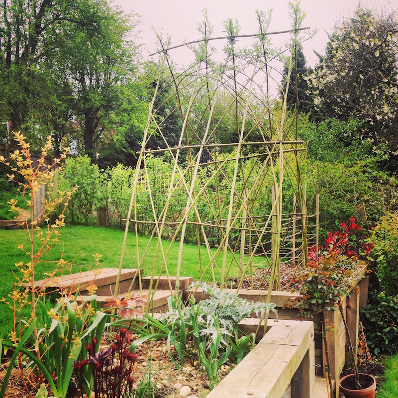willow archway spring