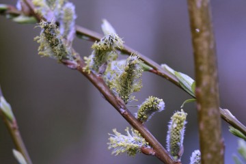 willow catkins