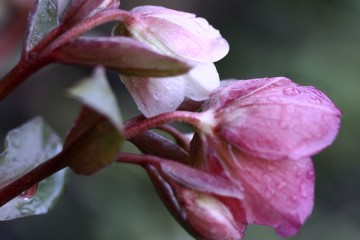 winter bells hellebore