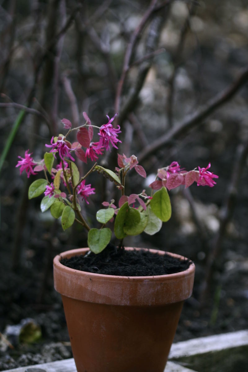 young loropetalum