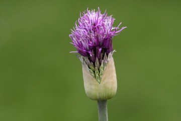 allium
