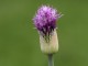 allium