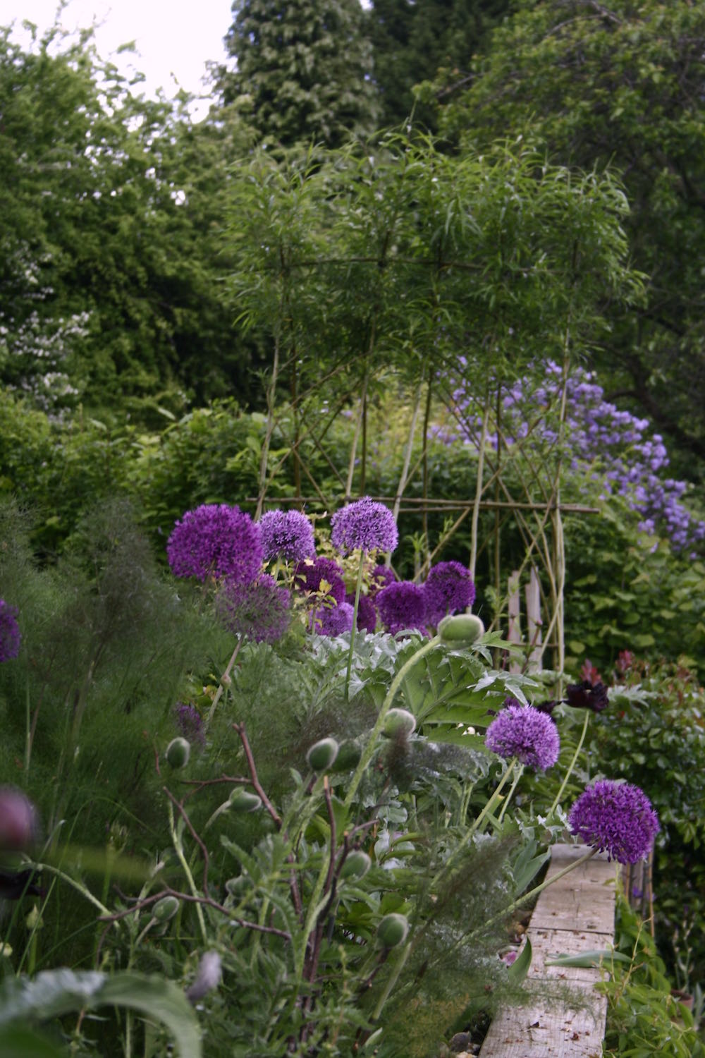 allium border