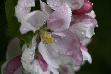 apple flowers