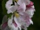 apple flowers
