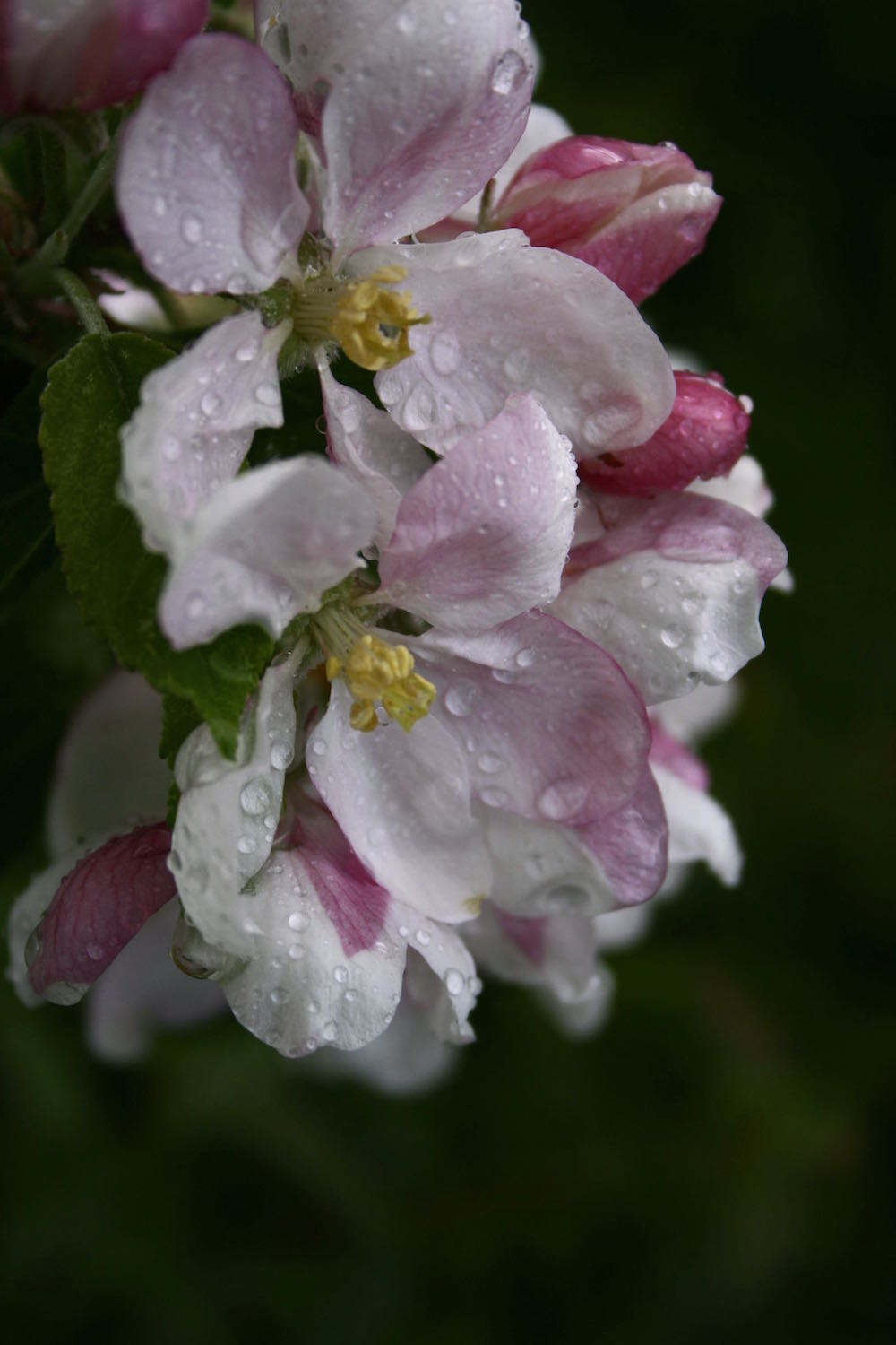 apple flowers