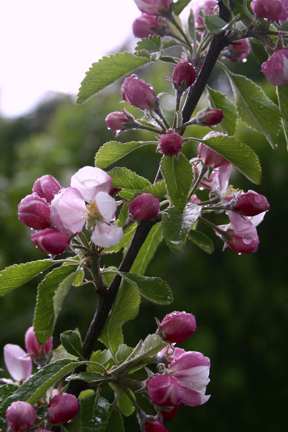blossom apple branch
