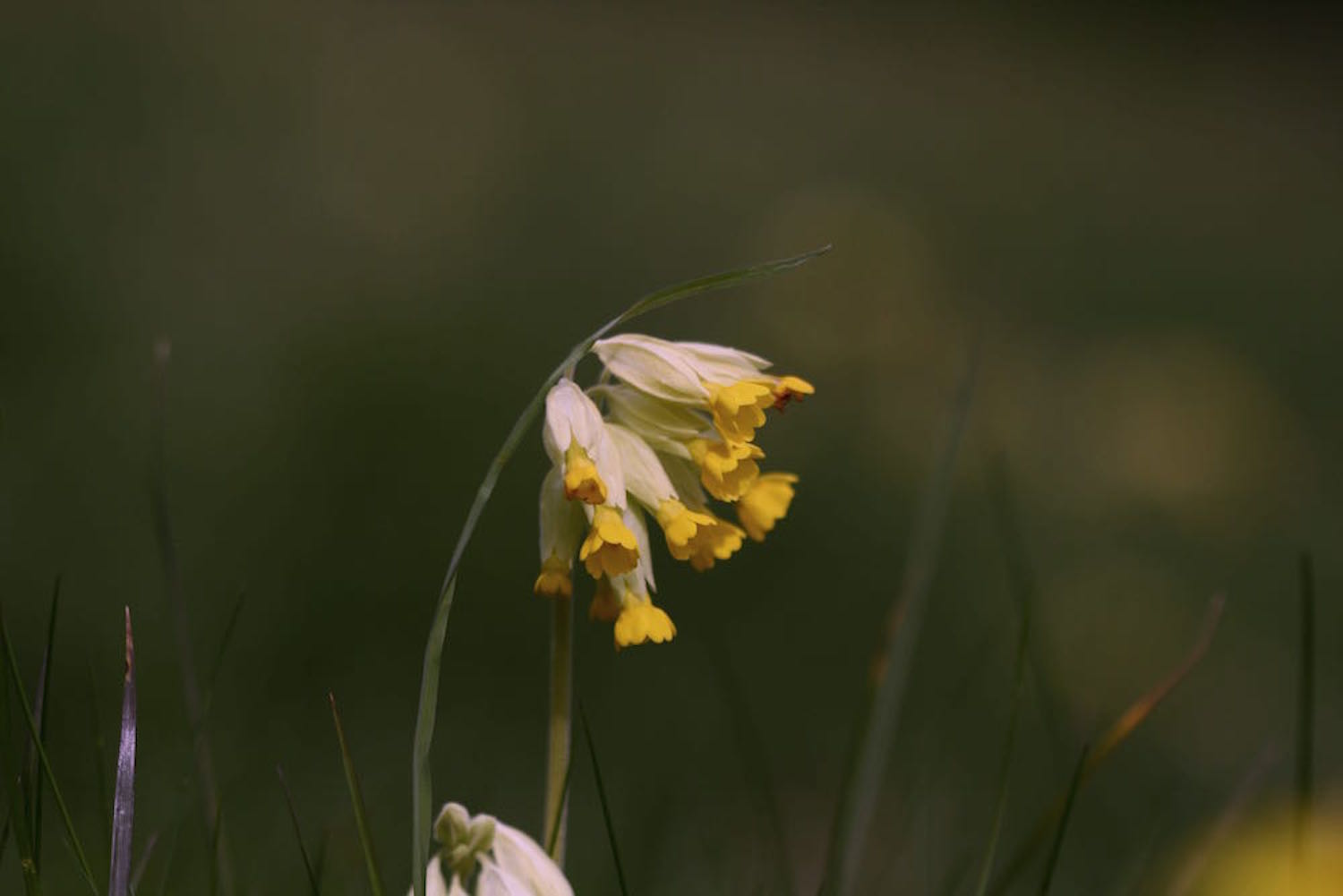 cowslip macro