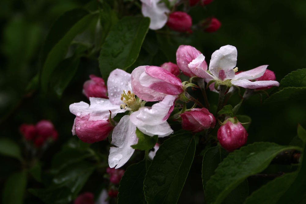 family apple tree blossom