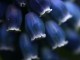 grape hyacinths