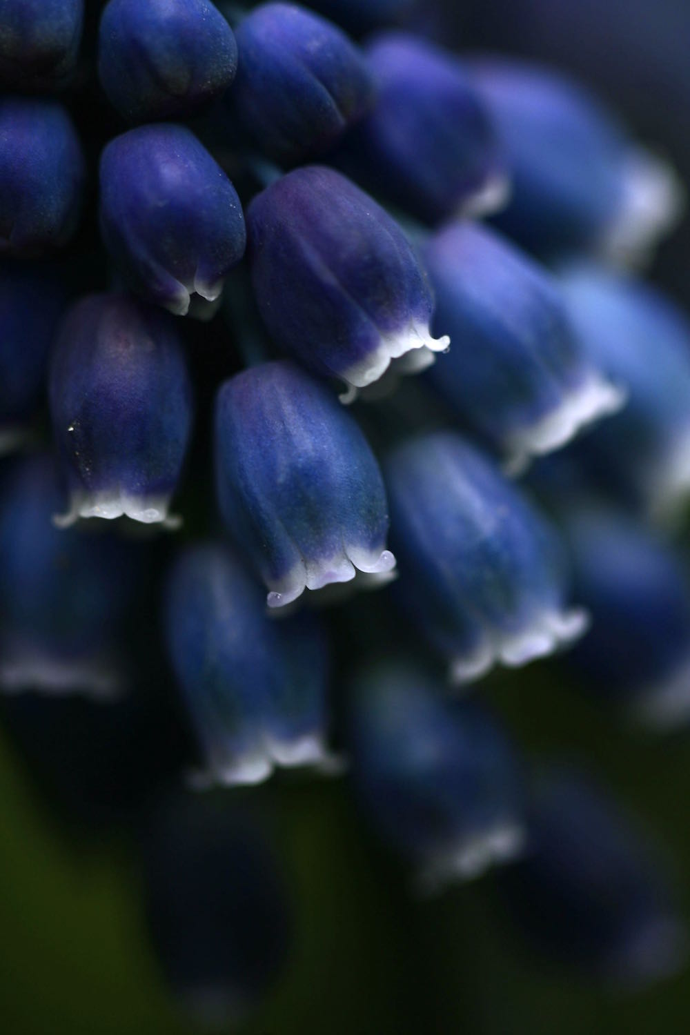 grape hyacinths