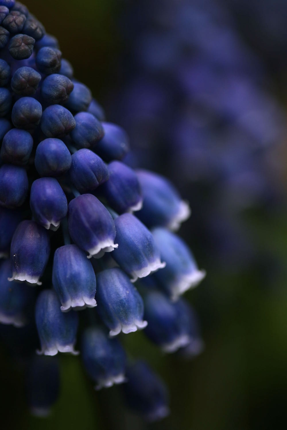 joyce spirit muscari